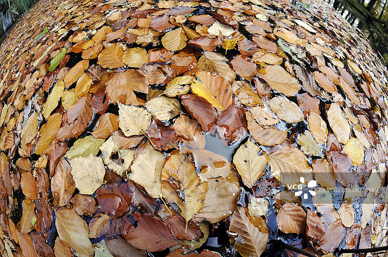 法国苏尔斯池塘里的秋叶图片素材