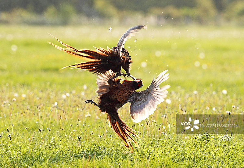 雄性环颈雉在春季战斗图片素材