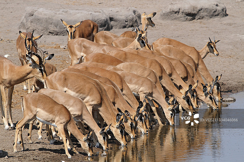 纳米比亚Etosha NP的一个水坑里的黑脸黑斑羚图片素材