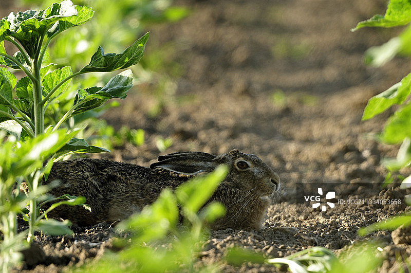一只欧洲野兔在法国勃艮第的田野上休息图片素材