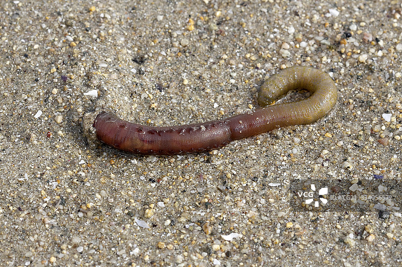 法国布兰科特·德甲港海滩上的一条蚯蚓图片素材