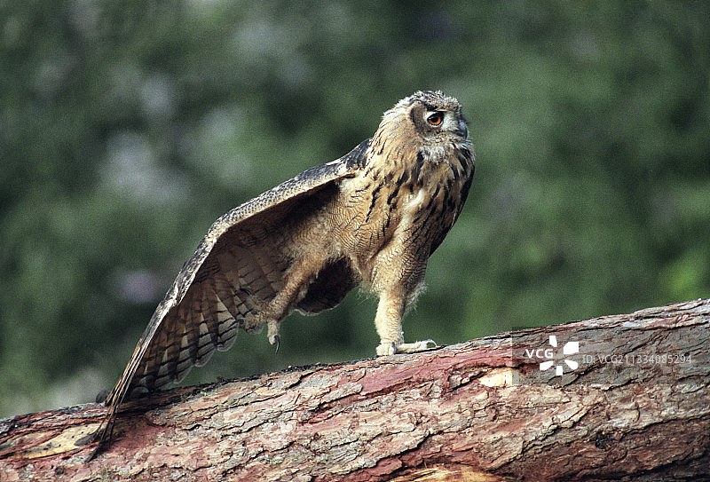 小鹰鸮伸展在原木瑞士图片素材