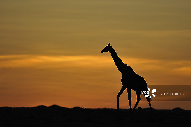肯尼亚马赛马拉的日出长颈鹿图片素材