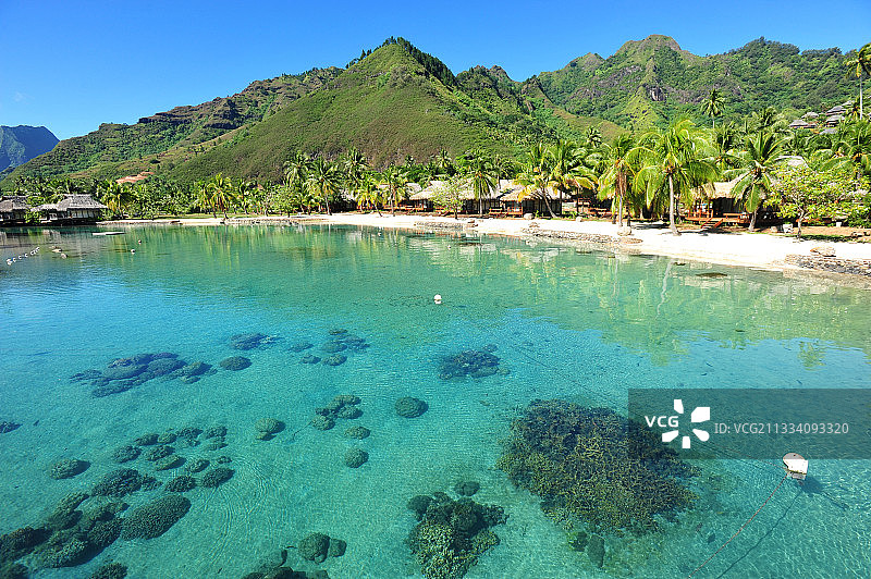 除了海豚海洋中心和海龟的照顾，洲际酒店还负责保护珊瑚图片素材