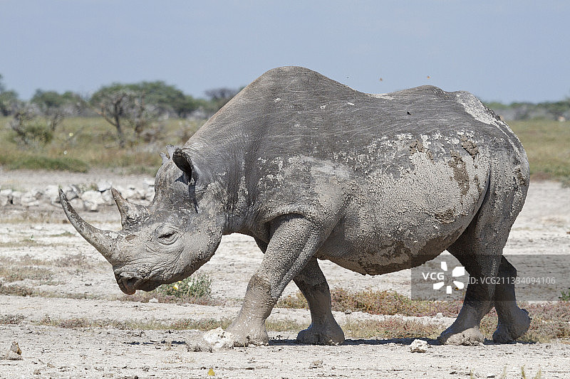 黑犀牛被泥覆盖在干燥的纳米比亚图片素材