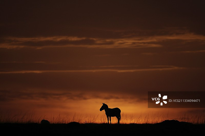 黎明时分，在肯尼亚马赛马拉大草原上，格兰特的斑马图片素材