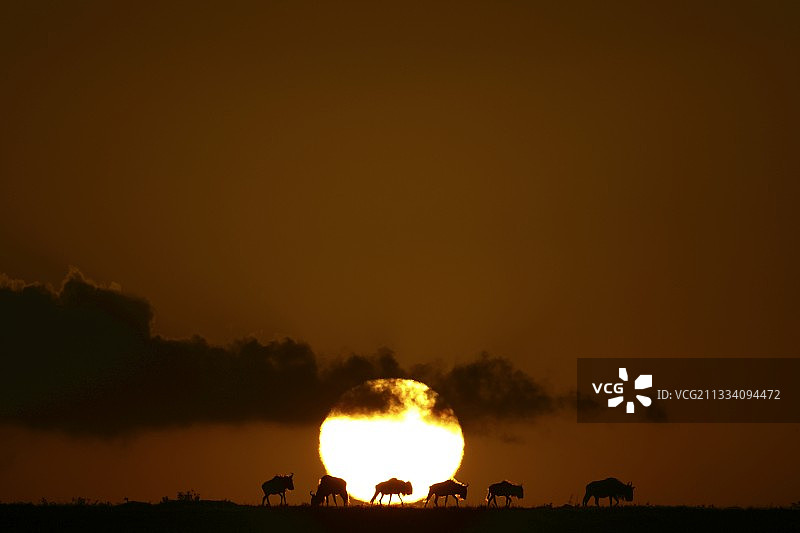 黎明时分，肯尼亚马赛马拉大草原上的黑色角马图片素材