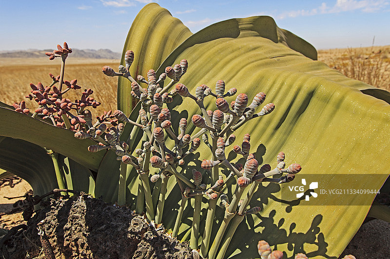 纳米比亚纳米布沙漠中的女性Welwitschia图片素材