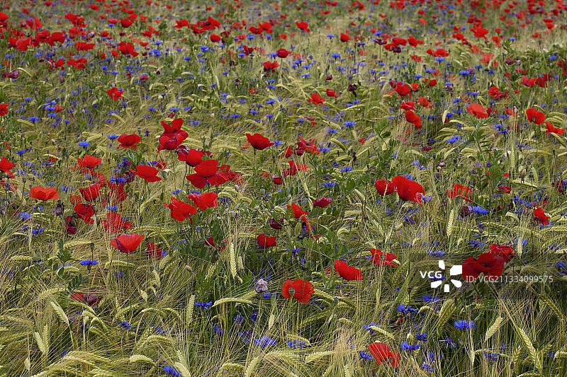 罂粟和矢车菊在普罗旺斯的麦田里图片素材