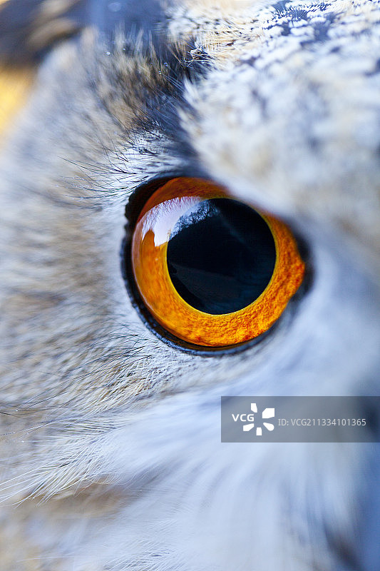 欧亚鹰鸮眼西班牙图片素材