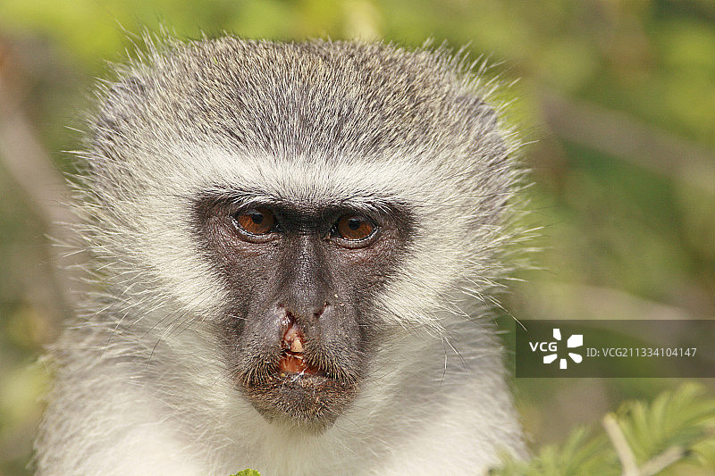 雌性Grivet猴，上唇克鲁格RSA受损图片素材