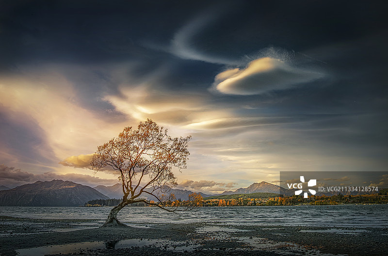 新西兰松树云图片素材