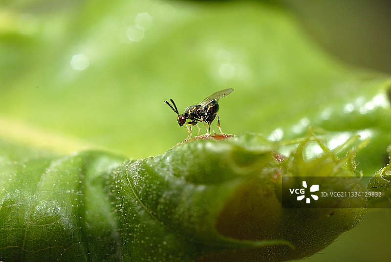 利用小蜂作为生物防治科西嘉板栗瘿蜂(栗瘿蜂)的药剂图片素材