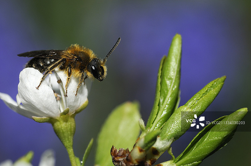独蜂雄花于法国梅图片素材