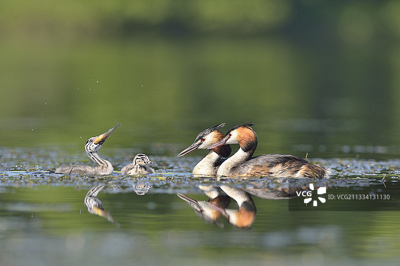 大冠毛鸊鷉正在哺育它们的幼鸟——Dombes France图片素材