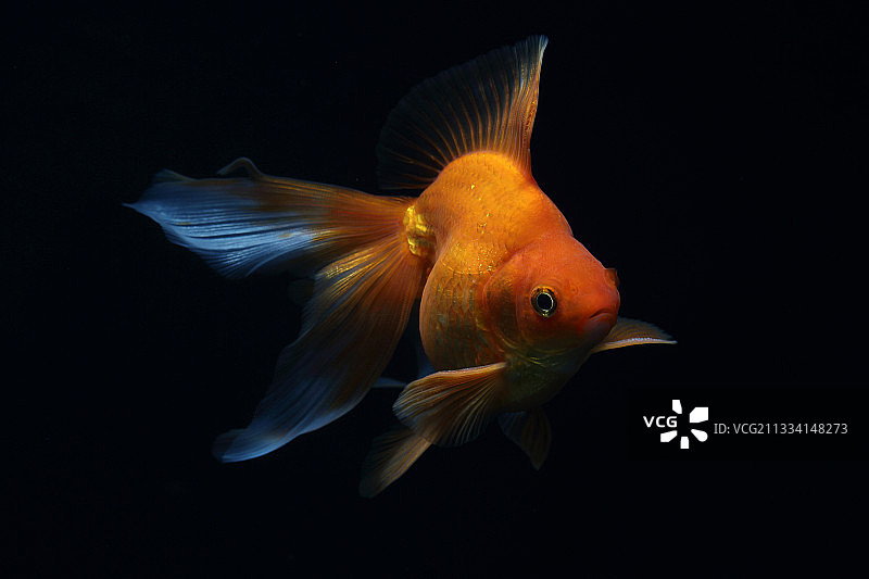 金鱼的红色琉球在黑色的背景图片素材