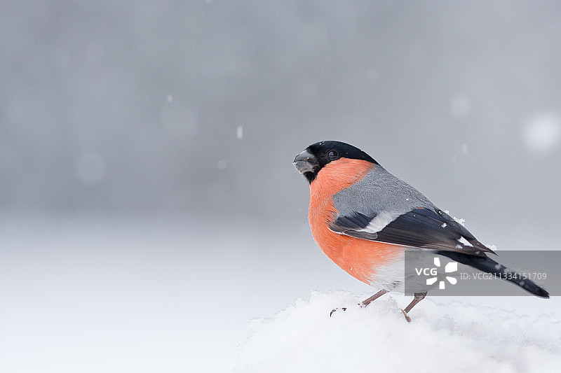 法国孚日北部雪下的红腹灰雀图片素材