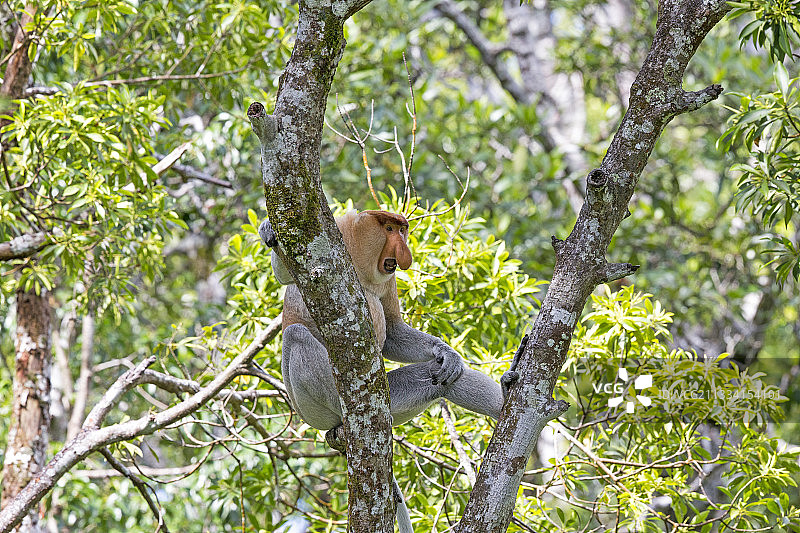 长鼻猴在树干上——马来西亚沙巴婆罗洲拉布湾图片素材