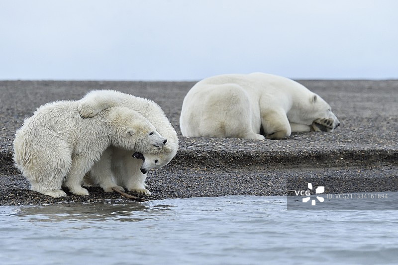 北极熊和幼崽在海岸上玩耍-阿拉斯加易货岛图片素材