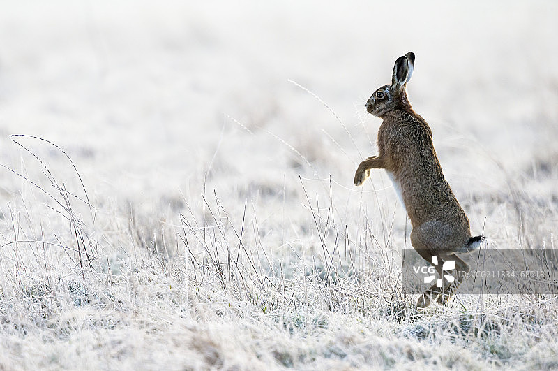 棕色野兔用后腿站立在冰冻的草地上——GB图片素材