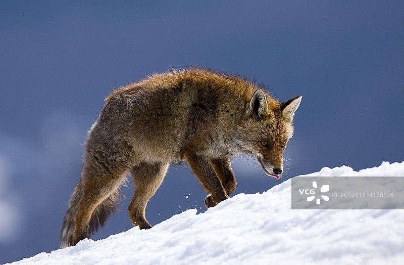 红狐在雪中行走-西班牙的奥德萨图片素材