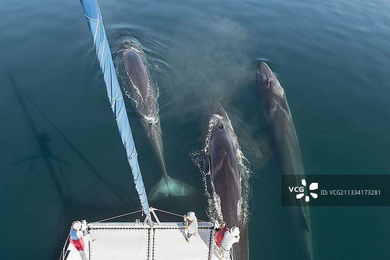 长须鲸弓身双体船-加利福尼亚湾图片素材