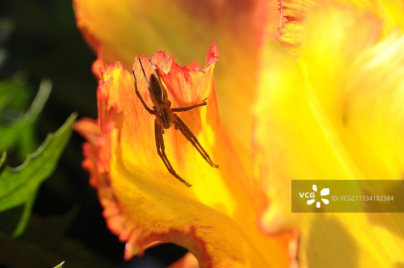 郁金香花上的蜘蛛-法国图片素材