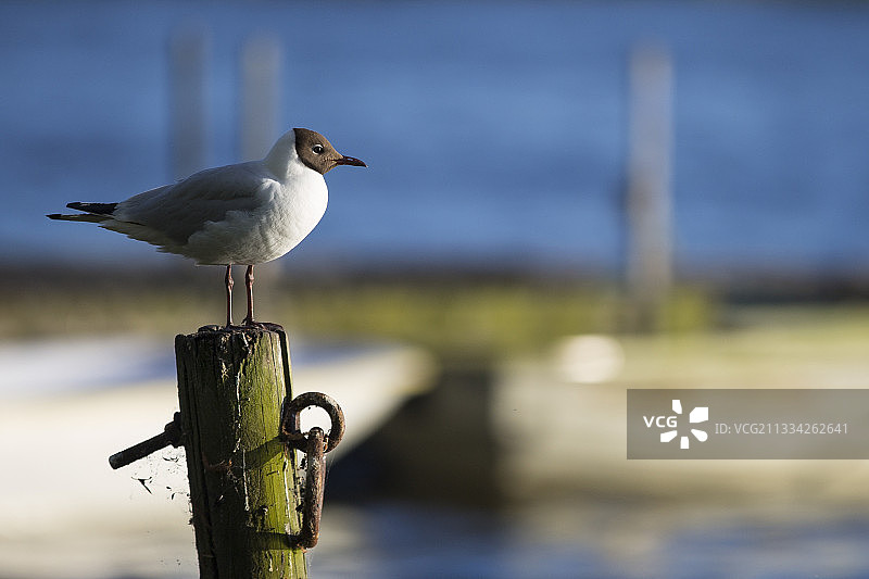 海鸥栖息在木柱上的特写，根托夫特，丹麦图片素材