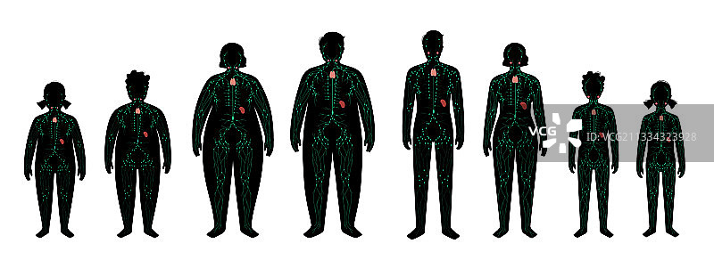 肥胖体中的淋巴系统图片素材