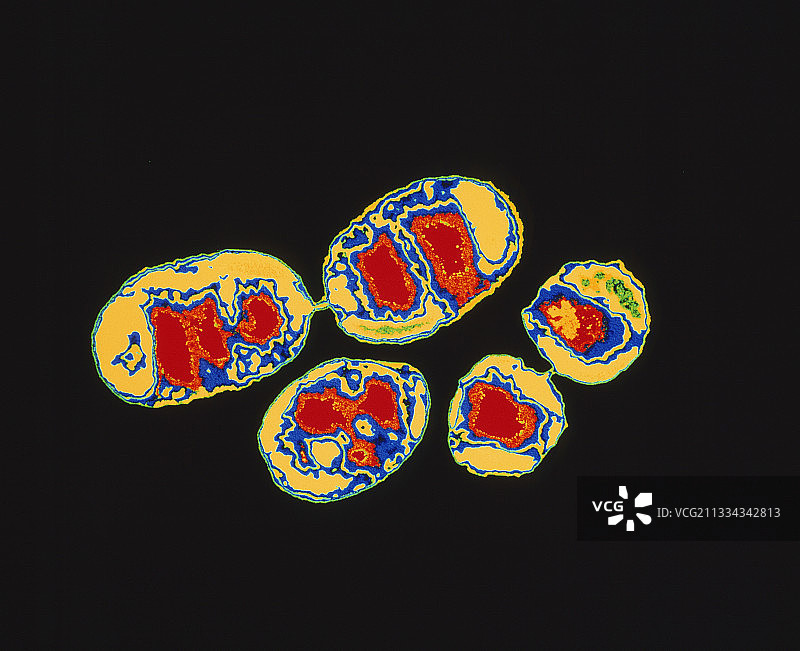 Methylobacter mesophilicum细菌图片素材