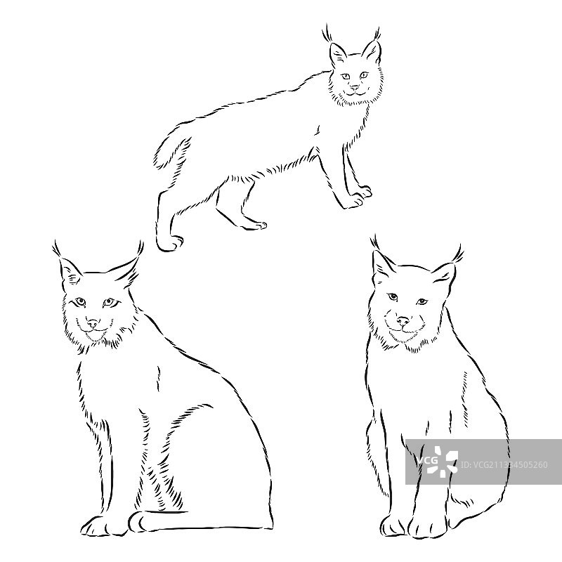山猫设计-野生山猫黑白轮廓图片素材