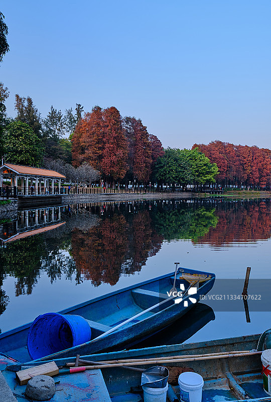 中国广州麓湖公园树林红叶秋色风景图片素材