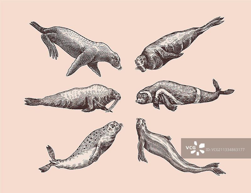 海狗、海狮、海象带和海象图片素材