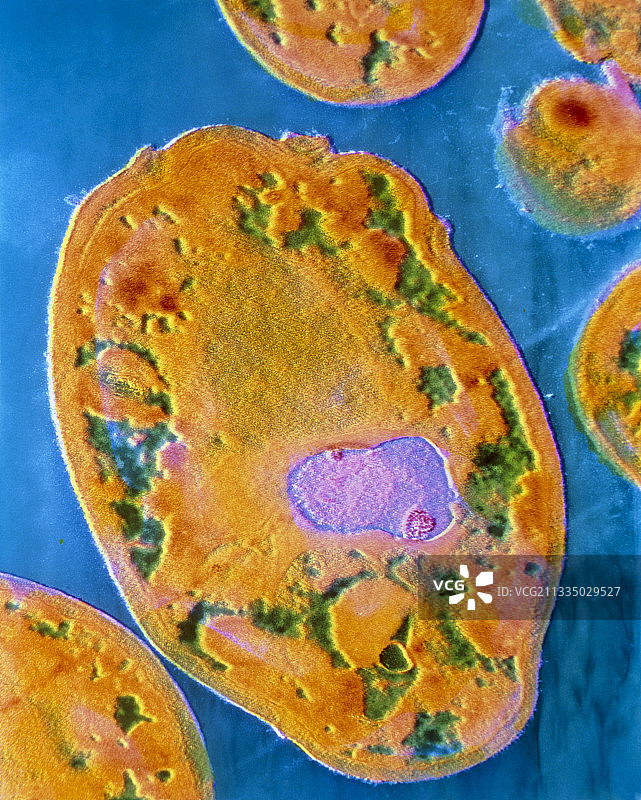 假丝酵母酵母真菌图片素材