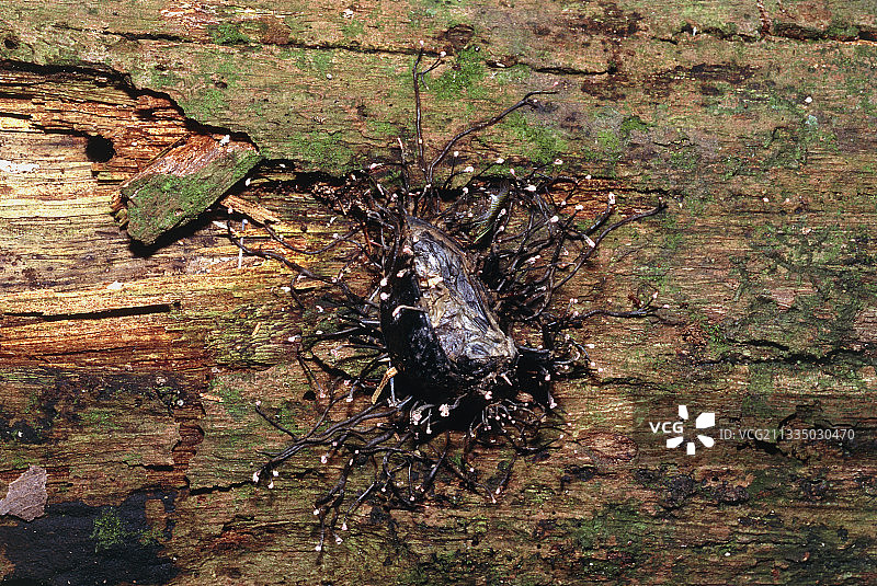 死甲虫上生长的真菌图片素材