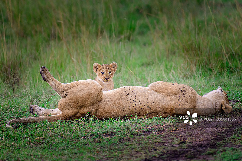 肯尼亚马赛马拉国家保护区，一只母狮带着幼崽躺在草地上图片素材