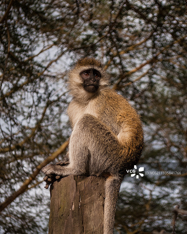 低角度的长尾猴坐在树上图片素材