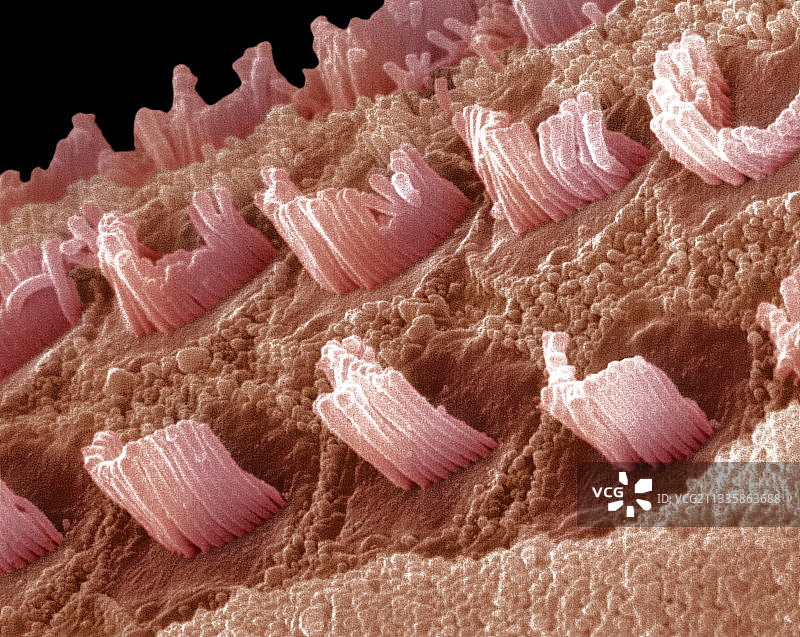 哺乳动物耳蜗中的毛细胞图片素材