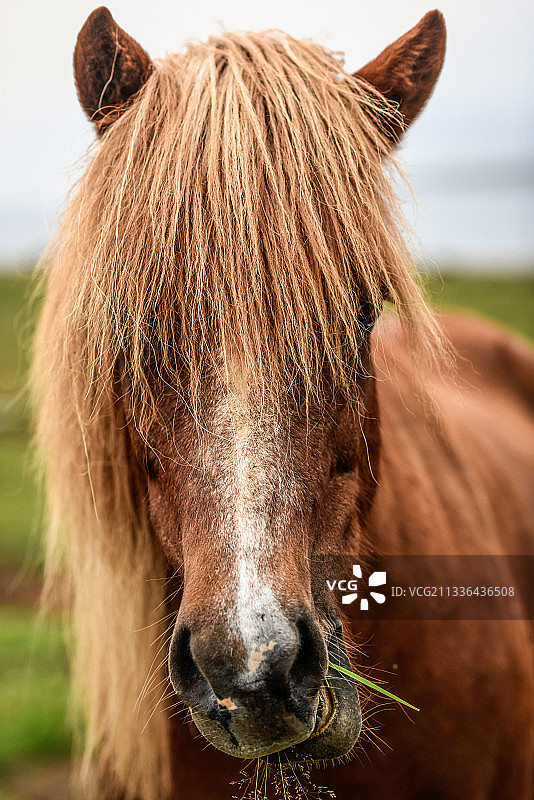 在冰岛的草地上吃草的红马头图片素材