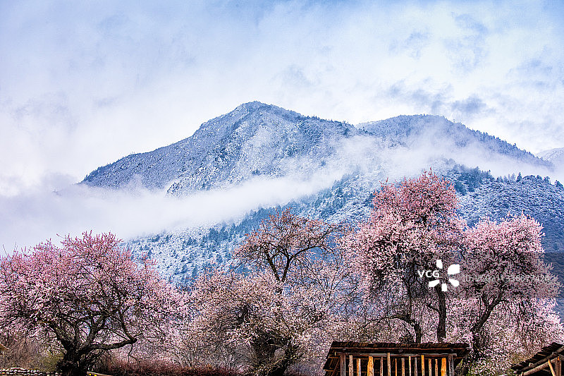 西藏林芝雪域桃花雪山桃树自然风光图片素材