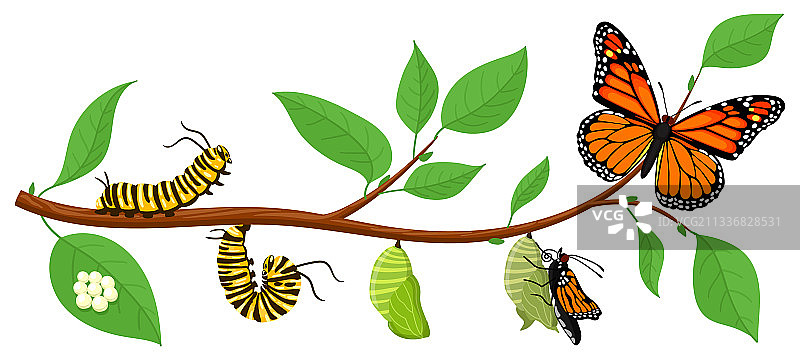 蝴蝶的生命周期卡通毛毛虫昆虫图片素材