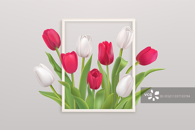 春天的背景是白色和红色的郁金香图片素材