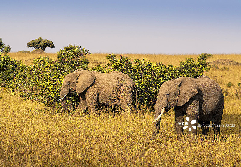非洲安博塞利国家公园的非洲象图片素材
