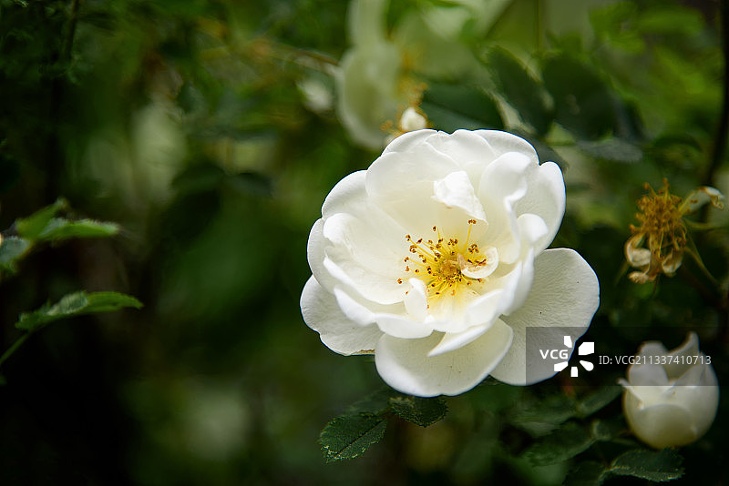 白玫瑰的特写图片素材