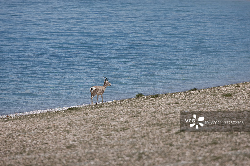 湛蓝的湖边行走的藏羚羊，优美且饱含诗意图片素材