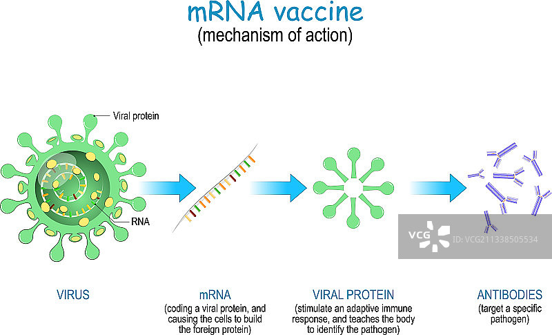 机制作用RNA疫苗图片素材