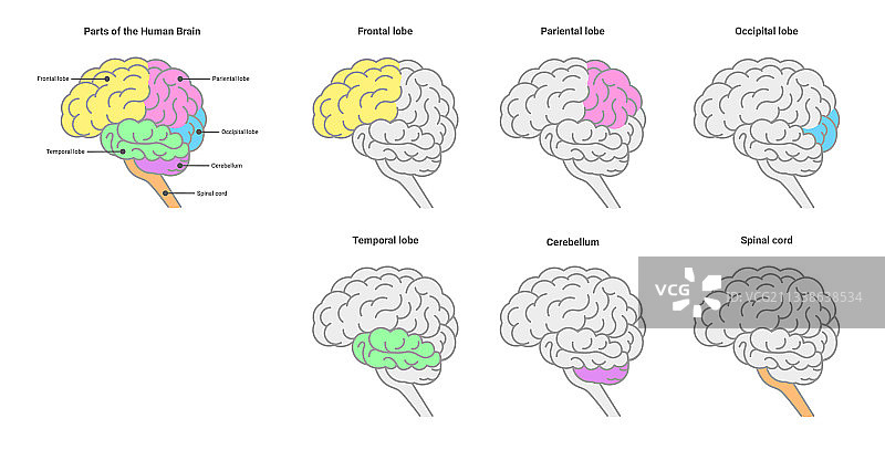 人类大脑解剖构造了人类大脑的各个部分图片素材