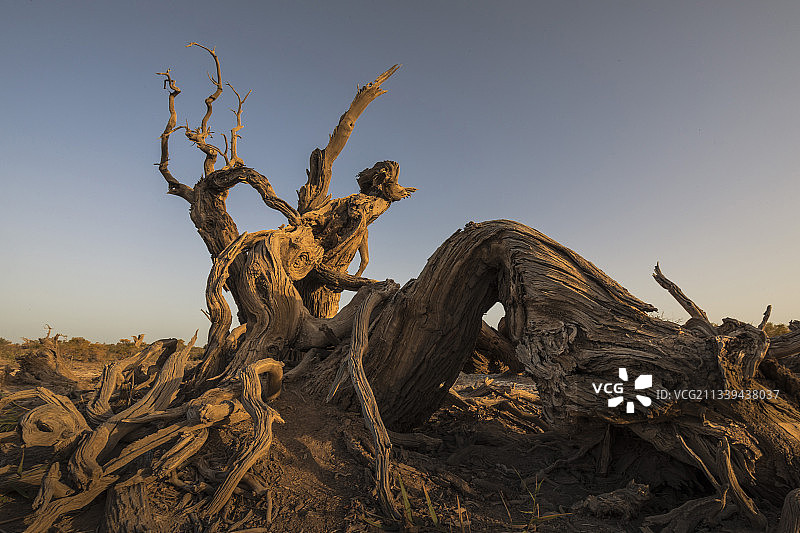 新疆木垒胡杨林，日出时分的胡杨林，显示出岁月的沧桑图片素材