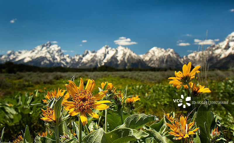 大提顿，怀俄明州，美国，美国，天空上黄色开花植物的特写图片素材
