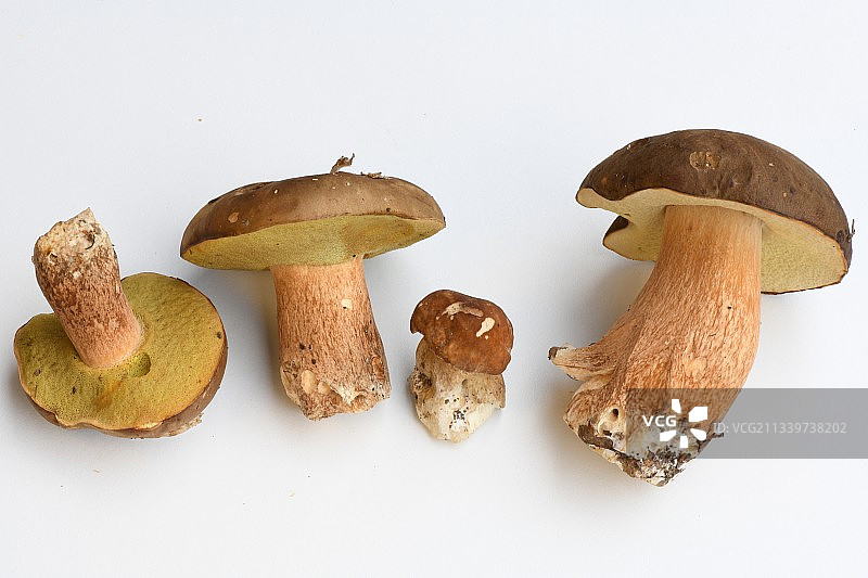 白色背景下的蘑菇特写，法国图片素材